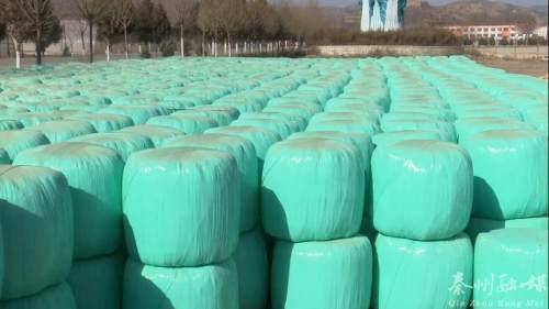 秦州多措并舉保障畜牧養殖場安全越冬 備足飼料、加固圈舍、穩供銷售