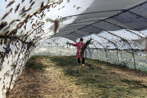 山東樂(lè)陵 螞蚱養(yǎng)殖助脫貧，畜牧漁業(yè)飼料銷售創(chuàng)新篇